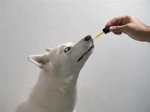 Cachorro tomando óleo de cânhamo CBD