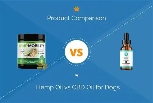 ሄምፕ ዘይት vs CBD ዘይት ለውሾች፡ ልዩነቱ ምንድን ነው?