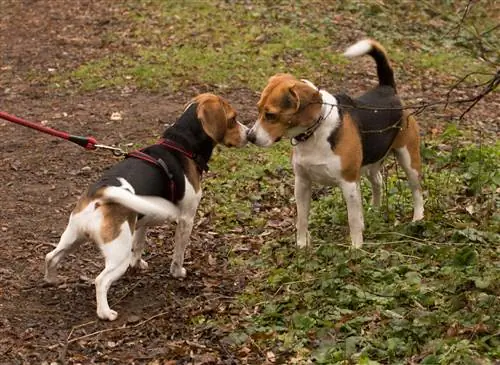 Beagles-Treffen