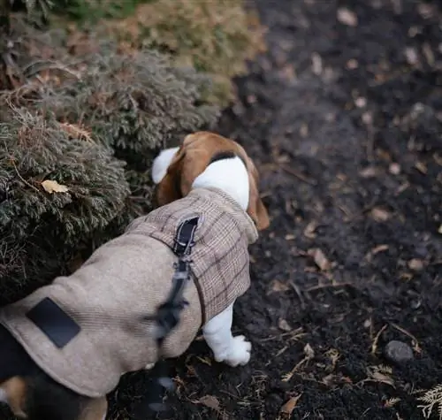 Beagle con olor