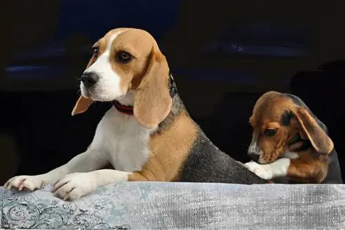 Beagles