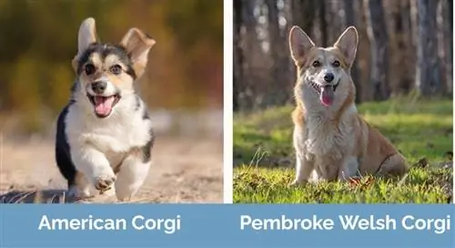 American Corgi contre Pembroke Welsh Corgi _ côte à côte