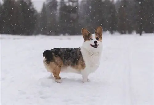 Pembroke Welsh Corgi