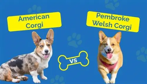 American Corgi vs Pembroke Welsh Corgi: Σύγκριση φυλής (με εικόνες)