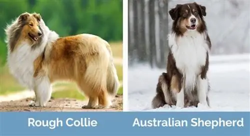 Rough Collie breed_vs_breed Australian Shepherd