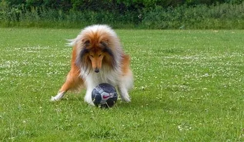 Szorstki collie