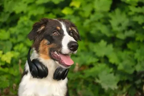 anjing gembala australia yang lucu memakai headphone