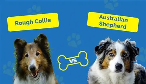 Rough Collie vs Australian Shepherd: Si janë ata të ndryshëm? (Me foto)