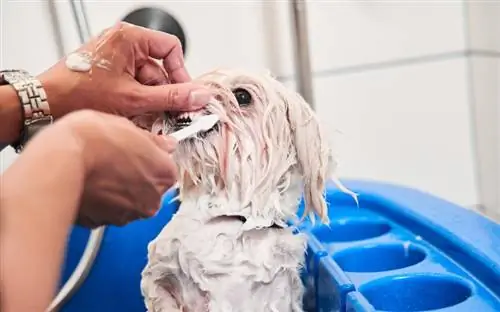 uma pessoa escovando os dentes de um M altipoo branco