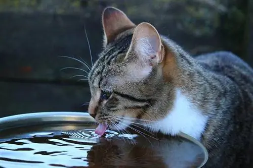 gato bebiendo agua