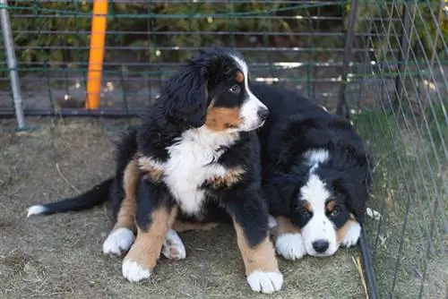 twee Bernese berghondhondjies in 'n krat