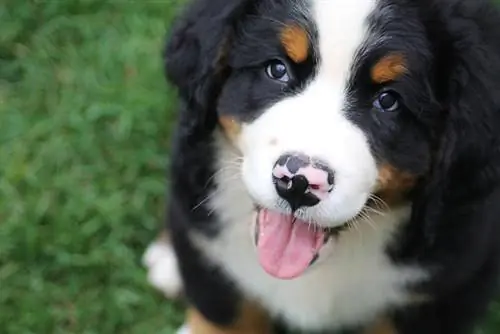 Bernese berghond hondjie wat buite sit