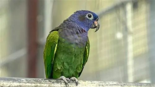 ndege aina ya blue-headed pionus kwenye ngome