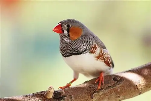 zebra finch noog perching on ib tsob ntoo