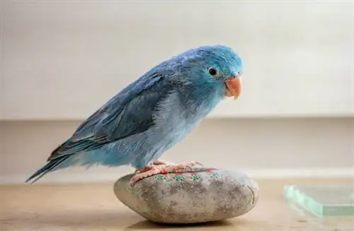 ib tug parrotlet noog ntawm lub pob zeb