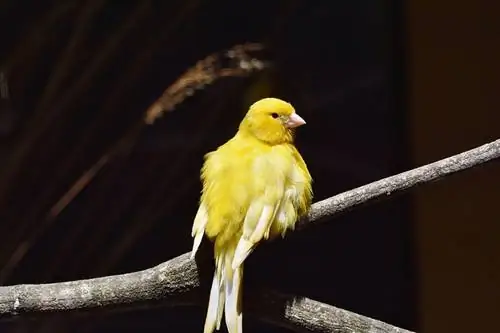 ocell canari