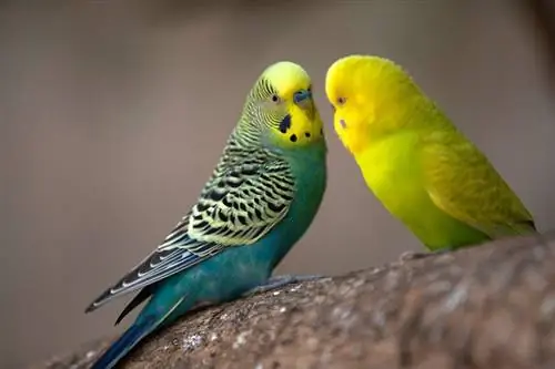 Mga Budgerigars