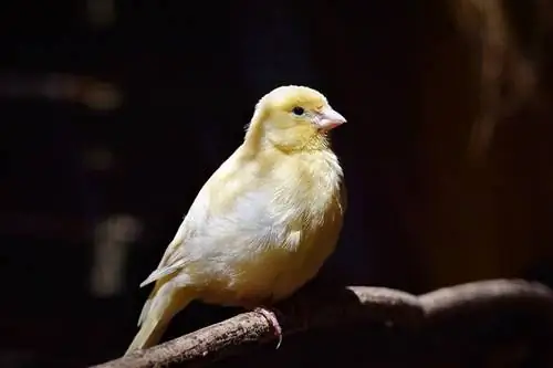 Yellow Canary