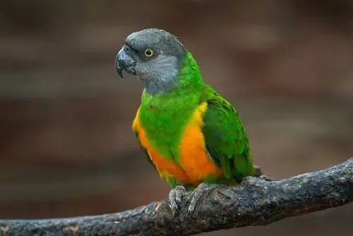 Senegal Parrots