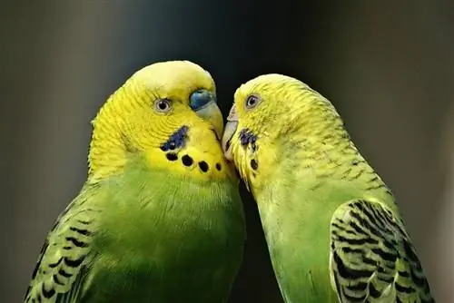 Parakeet