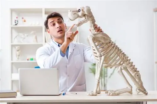 Profesor veterinario explicando anatomía a los estudiantes