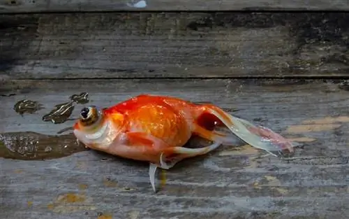 Poisson rouge à l'extérieur du réservoir