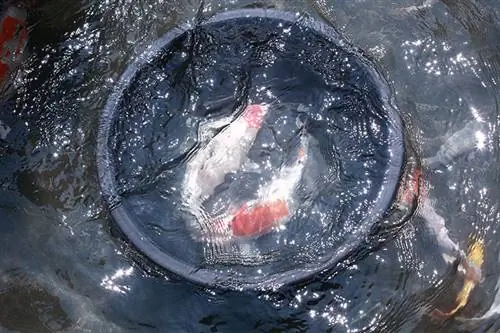 pisciculture de koi