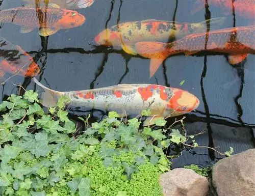 peces koi en el estanque