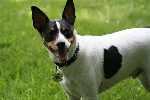 rato terrier