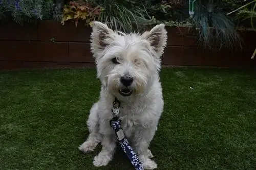 Cairn terrier