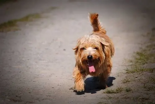 norfolk terrier