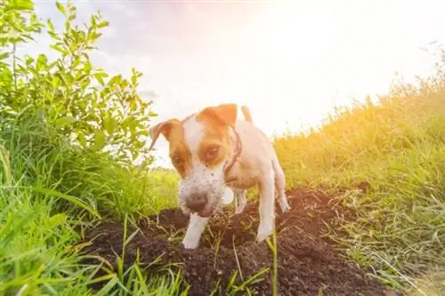 As 10 principais raças de cães para caçar ratos & Ratos (com fotos)