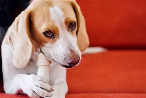 perro comiendo un hueso