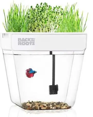 Quay lại cận cảnh vườn nước Roots