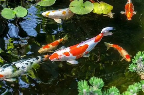 lago de peixes koi laranja e branco