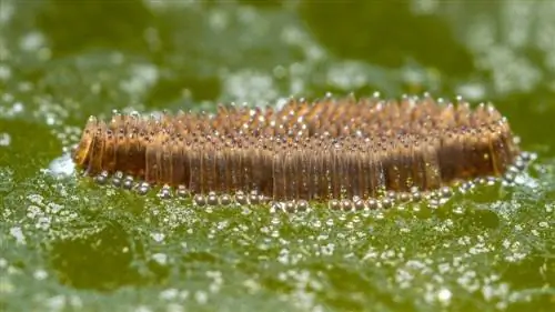 ¿Cómo matar los huevos de mosquitos en los estanques? 4 Métodos & Preguntas frecuentes