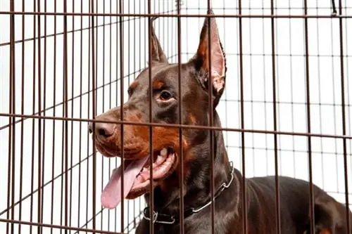 Doberman sa Dog Crate