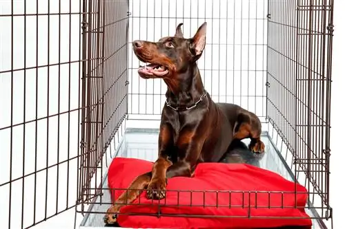 Hoe een doberman te trainen in een bench - 9 tips & trucs