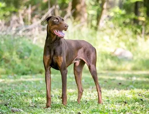 Een rode Doberman staat