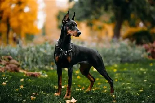 een vrouwelijke doberman pinscher hond die op het gras staat