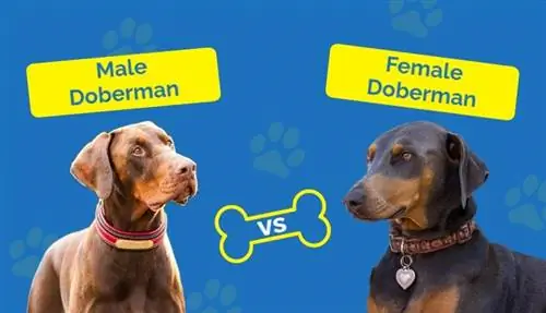 Doberman mann vs kvinne – hvordan sammenlignes de? (Med bilder)