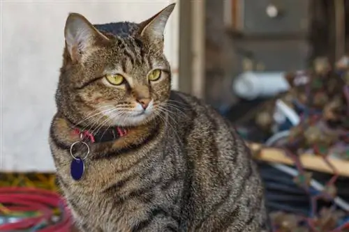 Close-up ng Tabby Cat na may Collar