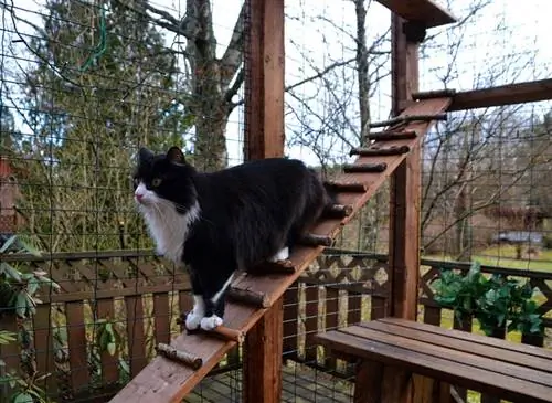 gato preto e branco descendo em uma rampa