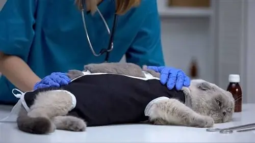 cirurgião veterinário verificando curativo em gato estressado após esterilização