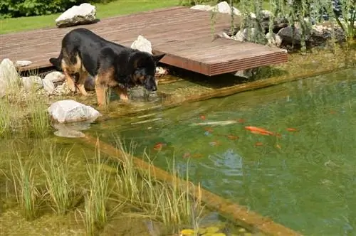 hund holder øje med dammen