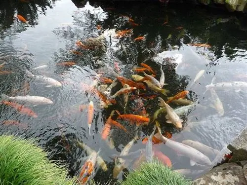 laghetto Koi