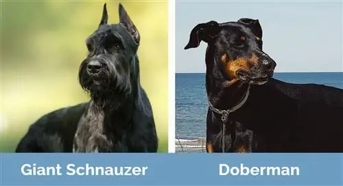 Giant Schnauzer lwn Doberman - Perbezaan Visual