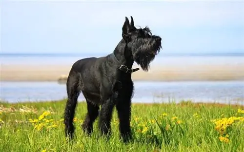 Gergasi Schnauzer berdiri di atas rumput