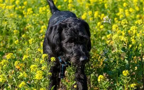 Γίγαντας Schnauzer σε ένα χωράφι με λουλούδια