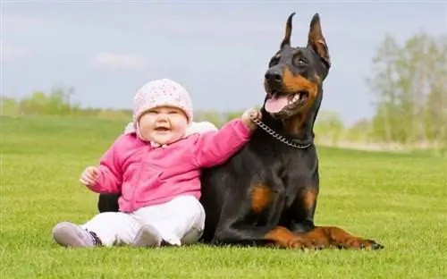 bayi duduk di atas rumput di sebelah anjing doberman